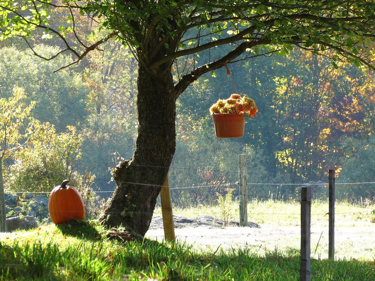 Firefly Bed & Breakfast Lincoln Eksteriør billede