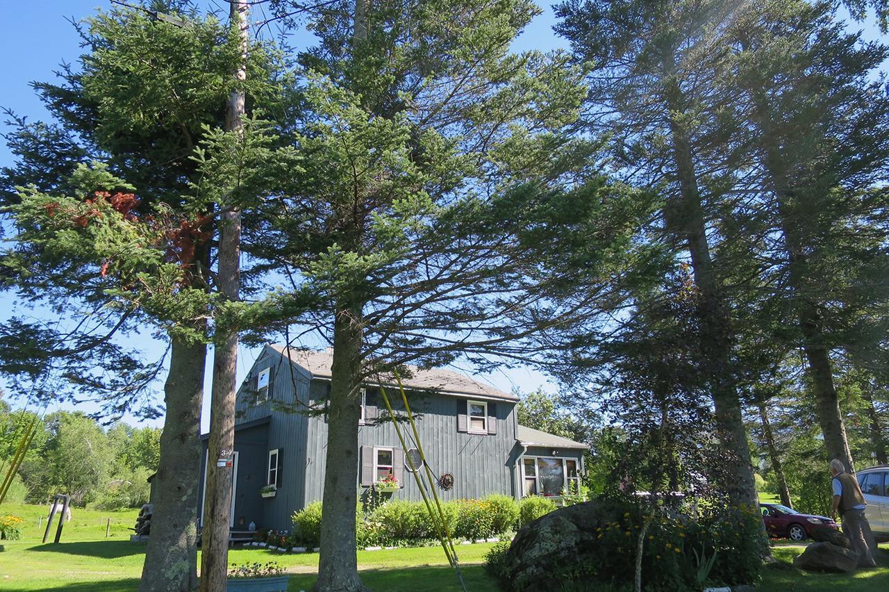 Firefly Bed & Breakfast Lincoln Eksteriør billede